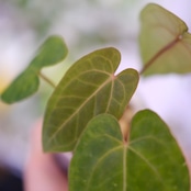 【希少】Anthurium Ace of Spades / アンスリウム エース オブ スペード⑧│観葉植物
