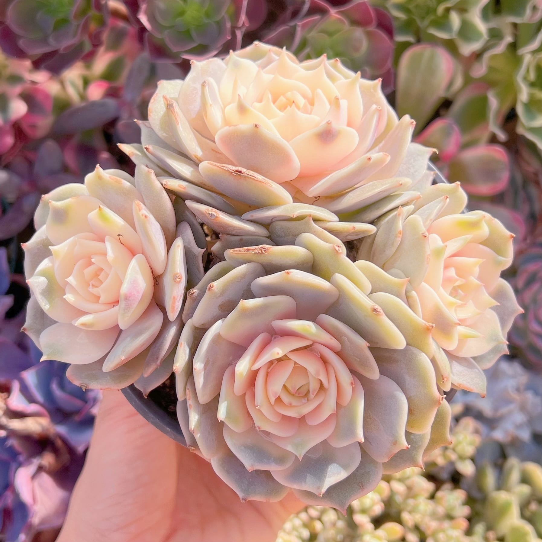 現品　ローラ錦#601　るる農園