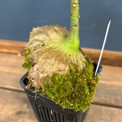 ミルメコディア　tuberosa 'pulvinata'【354】