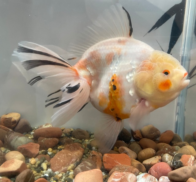 ハーフムーンオランダ 金魚宝房