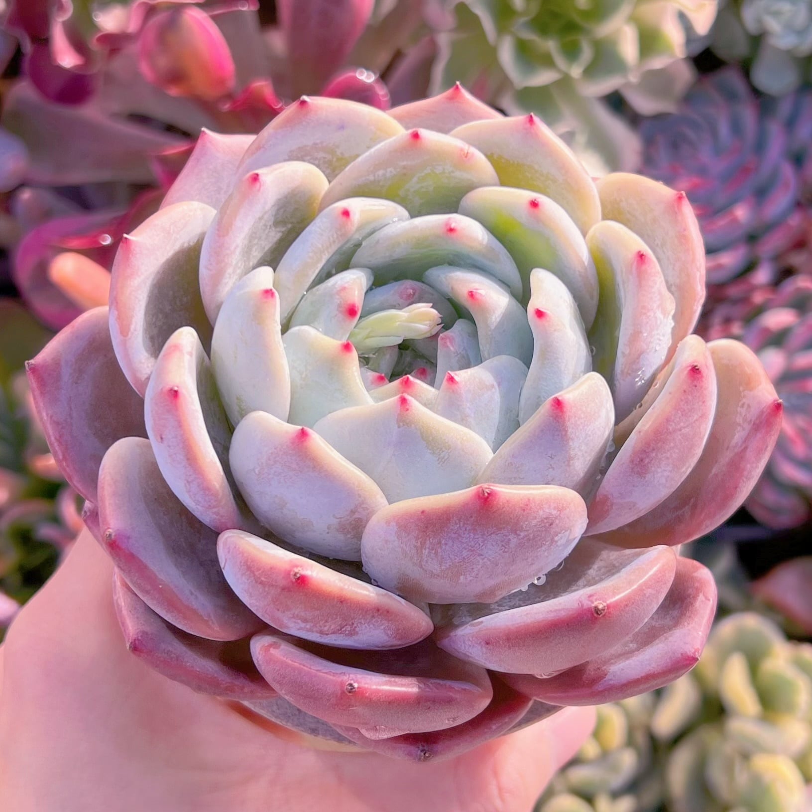 現品　エケベリア白鳳xオレンジモンロー#647   特大苗　るる農園