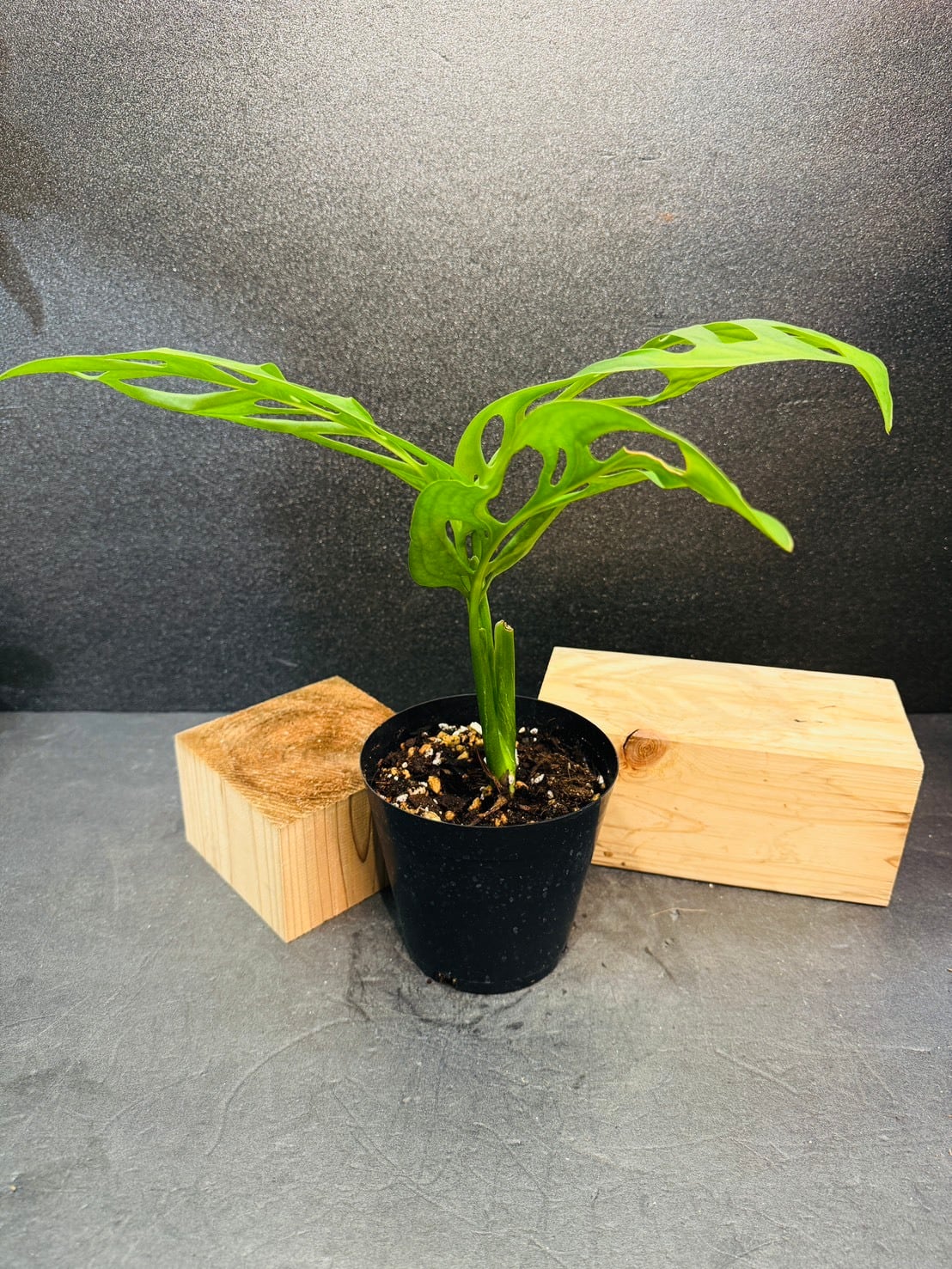 モンステラ・エスケレート 4号 | 観葉植物と雑貨のお店 VIVAGREEN