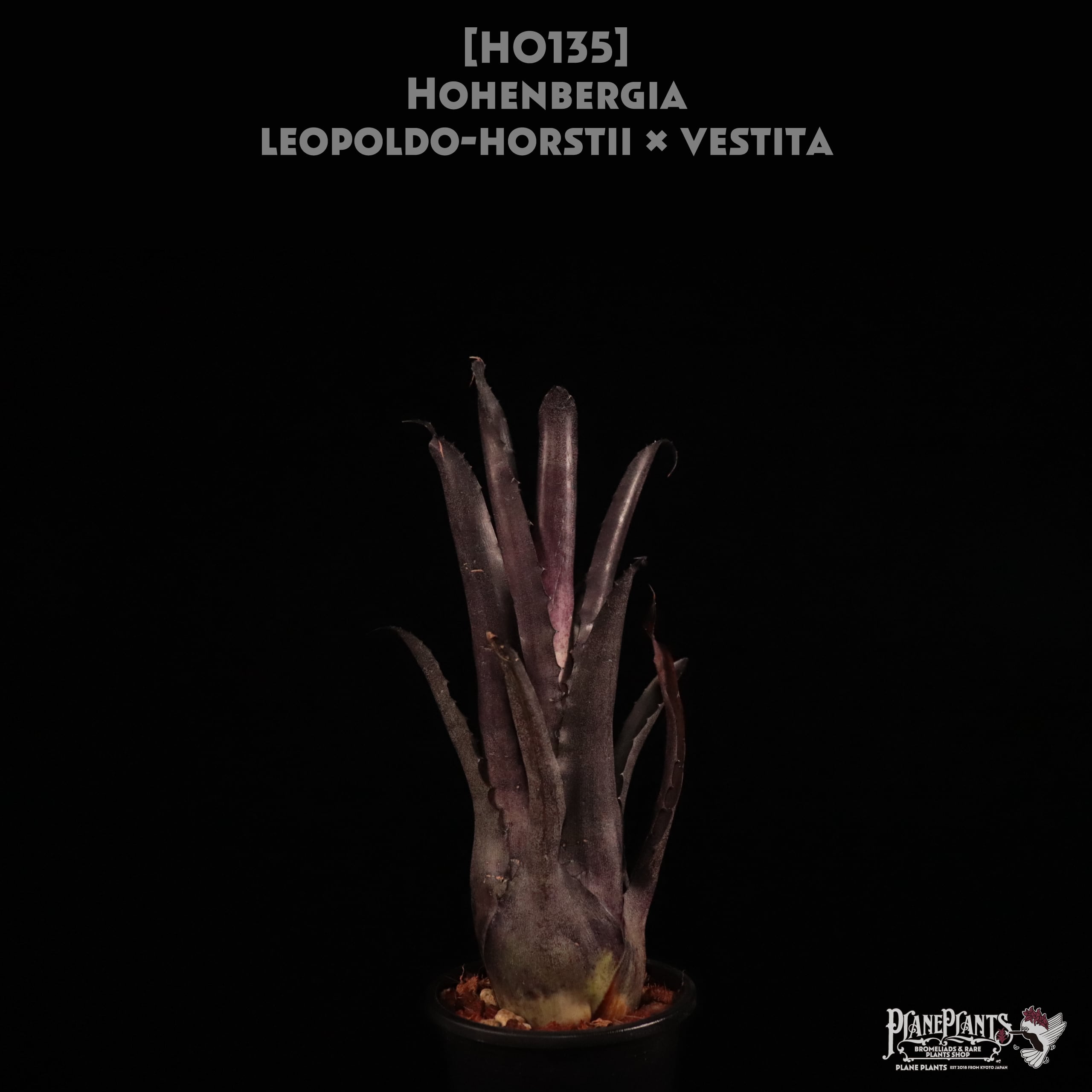 Hohenbergia | plane plants Hohenbergia | plane plants