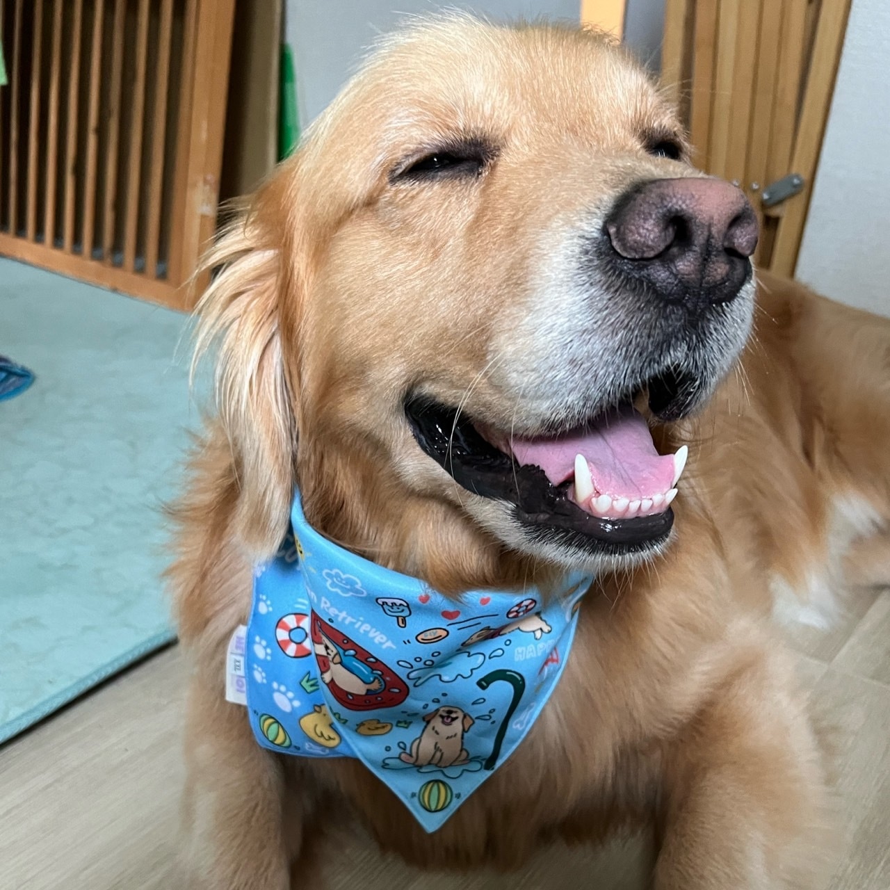 大型犬用 ゴールデンレトリバー柄 よだれかけ・バンダナ