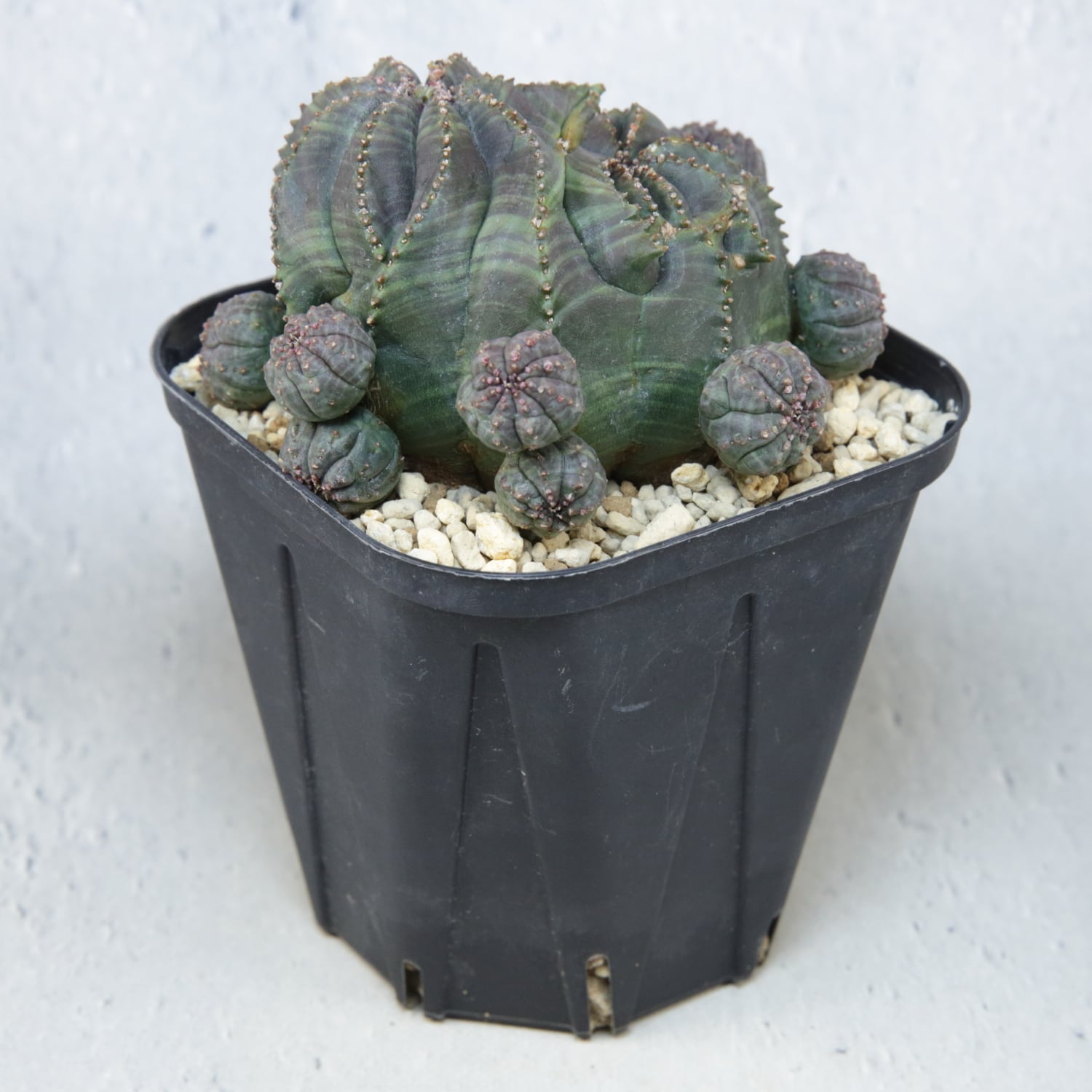 厳選株】最大幅約6.7cm 仔吹き 円扇石化 オベサ / ユーフォルビア