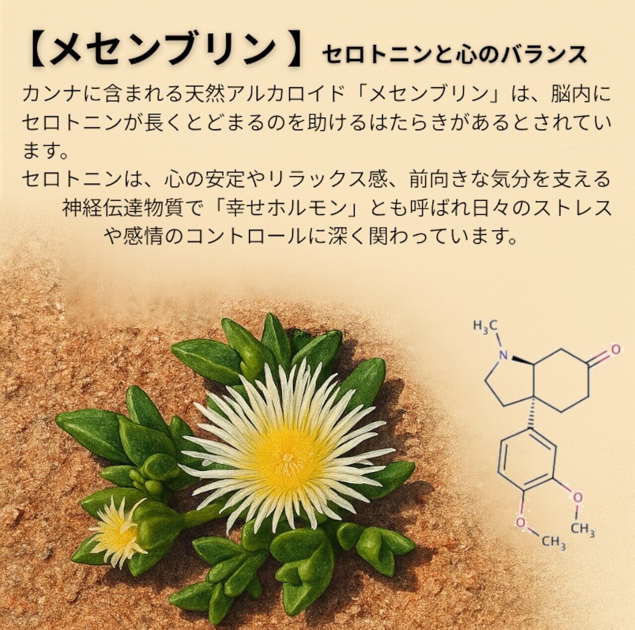 カンナパウダー 15g Sceletium tortuosum|カルースピリッツ カンナパウダー 15g Sceletium tortuosum|カルースピリッツ