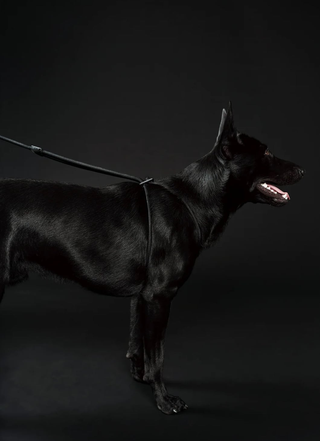 Hands-Free Ray Harness | Black Editon | ote.