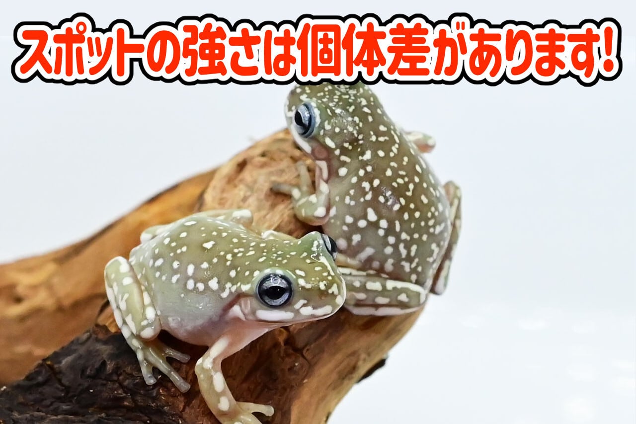 イエアメガエル ブルーアイ&スーパースノーフレーク セミヤング 1匹