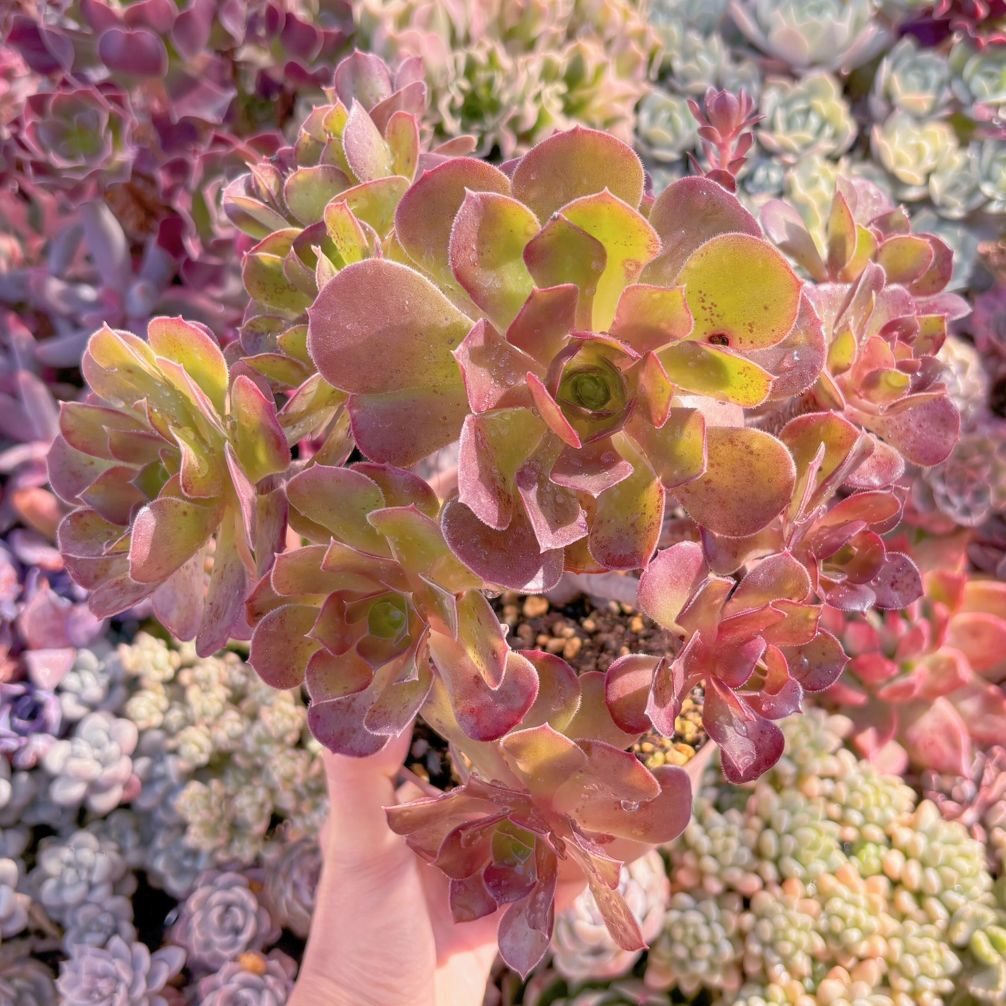 現品　ローズ法師#1132　古株　るる農園