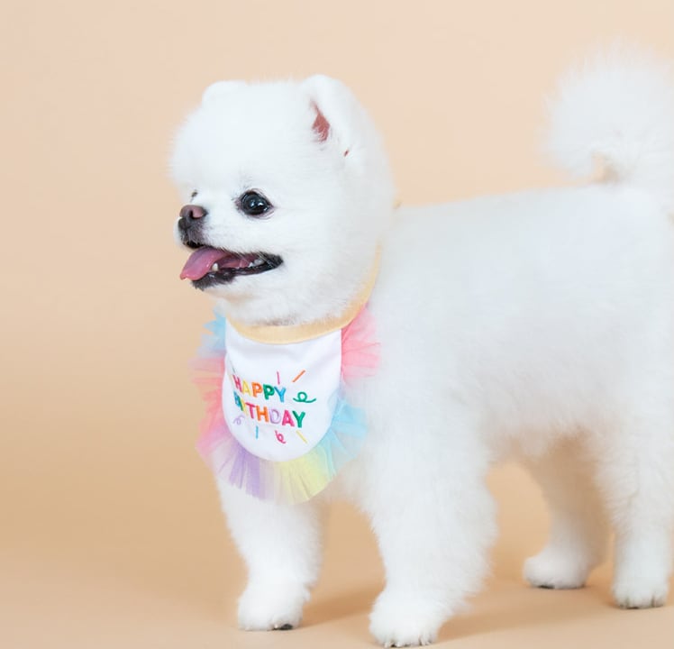 happy birthday cape  /  犬 首輪 おしゃれ 可愛い バンダナ 犬 アクセサリー 小型犬 中型犬 ペット用品 犬服 ドッグウェア ケープ