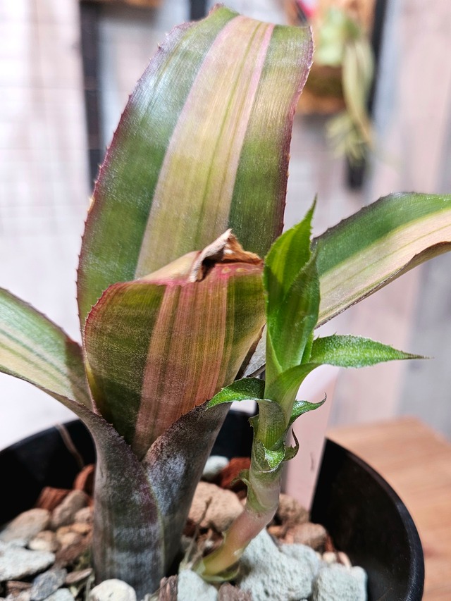 Billbergia euphemiae Georgia【artPLANTs/PLANTS GARAGE】ビルベルギア/タンクブロメリア