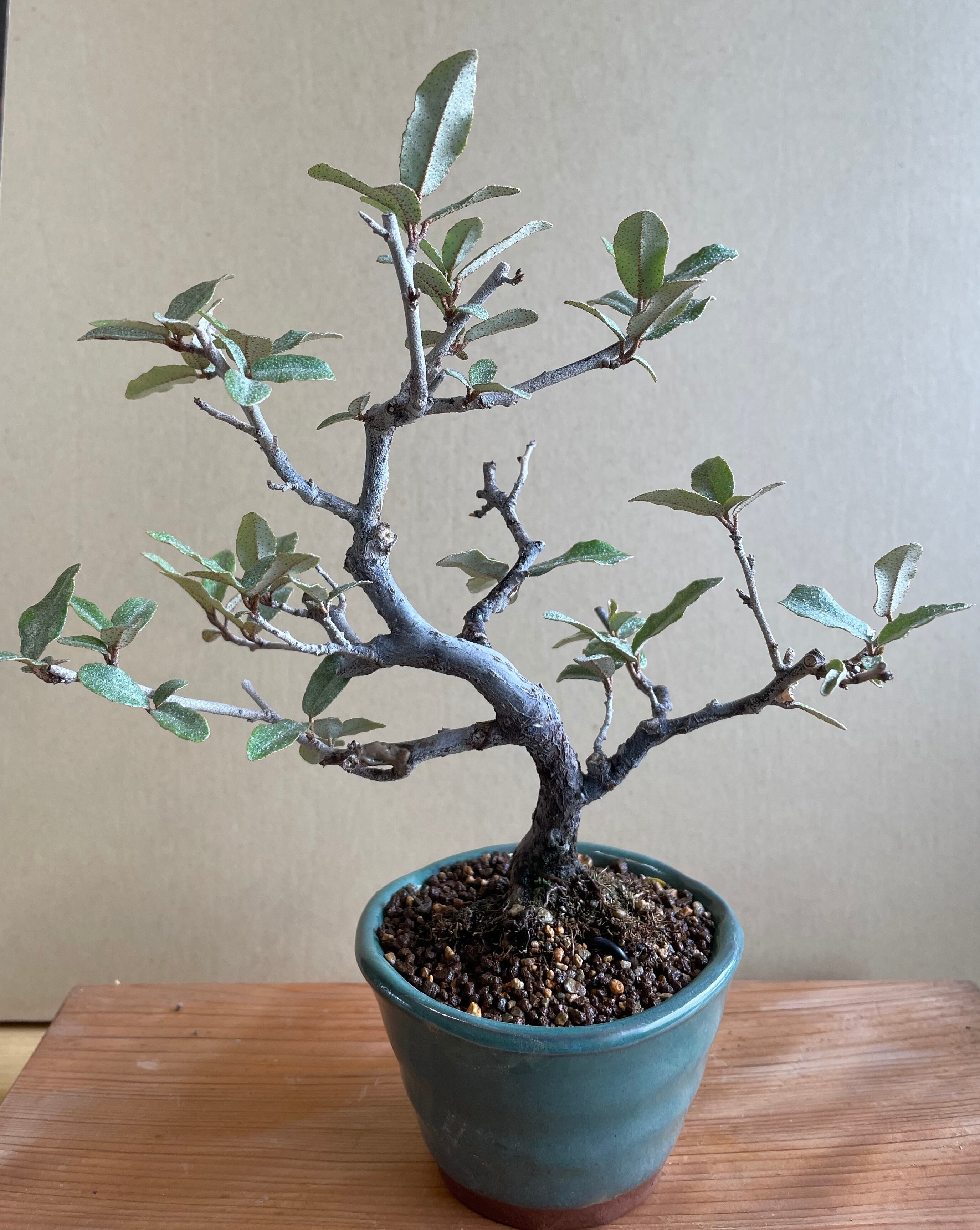 三河盆栽　ヒイラギ　盆栽 三河盆栽 ヒイラギ 盆栽 三河黒松 模様木 #侘び寂びの世界 #盆栽