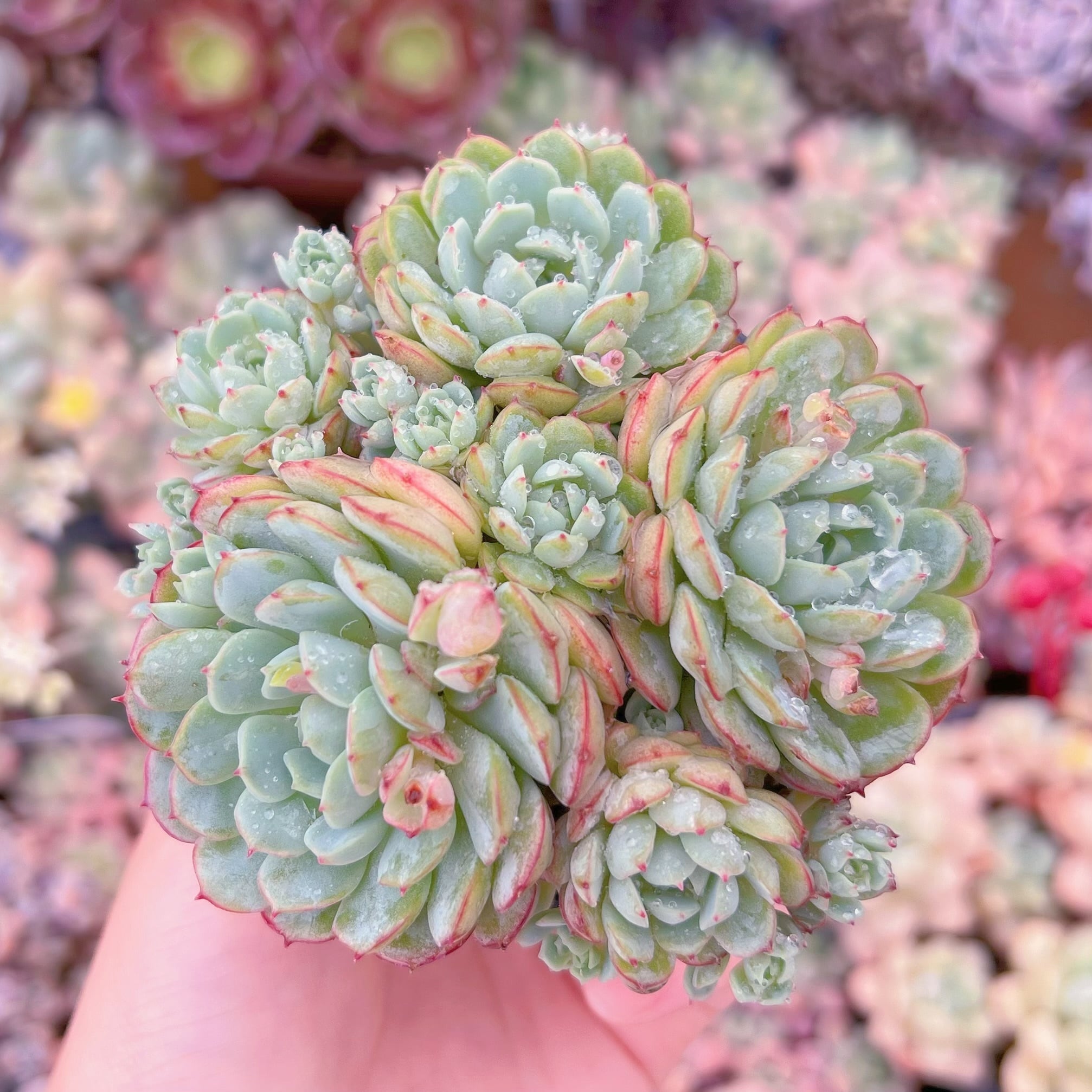 現品　レッドボート#A23　群生　るる農園