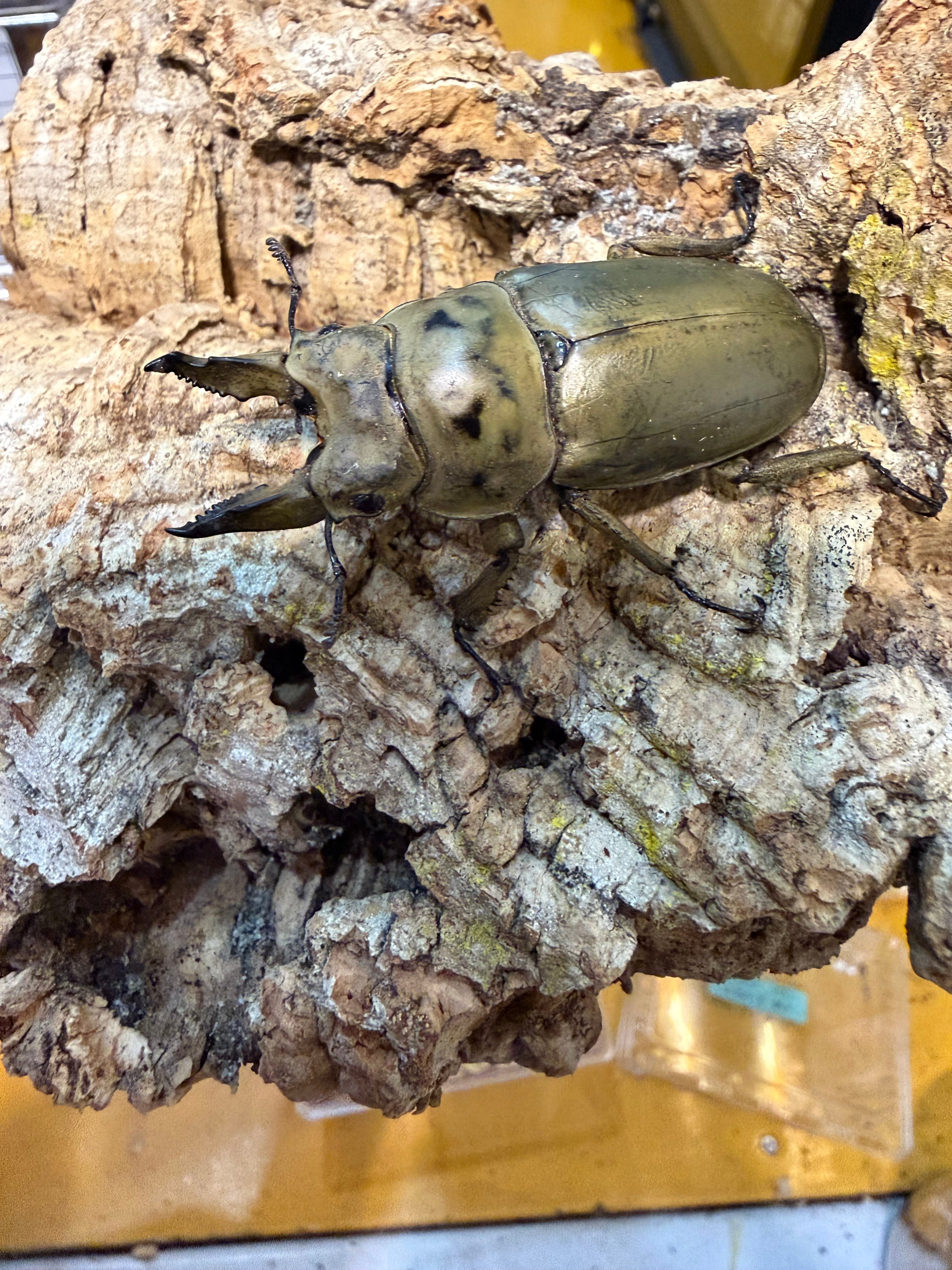 ニジイロクワガタ 福袋 新成虫 今年羽化してきたニジイロクワガタ成虫