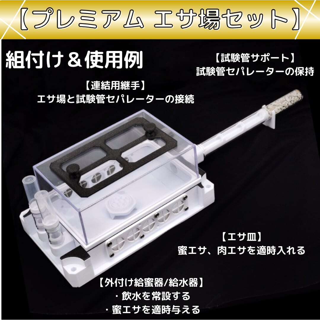 ミヤコオオアリ｜女王｜コロニー｜Camponotus friedae | あり巣 in