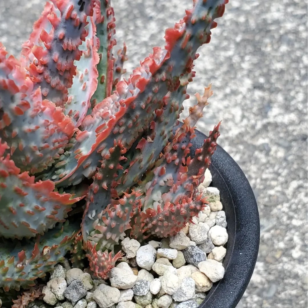 F00385_Aloe Hybrid：アロエ・ハイブリッド（子株） | レアプランツ