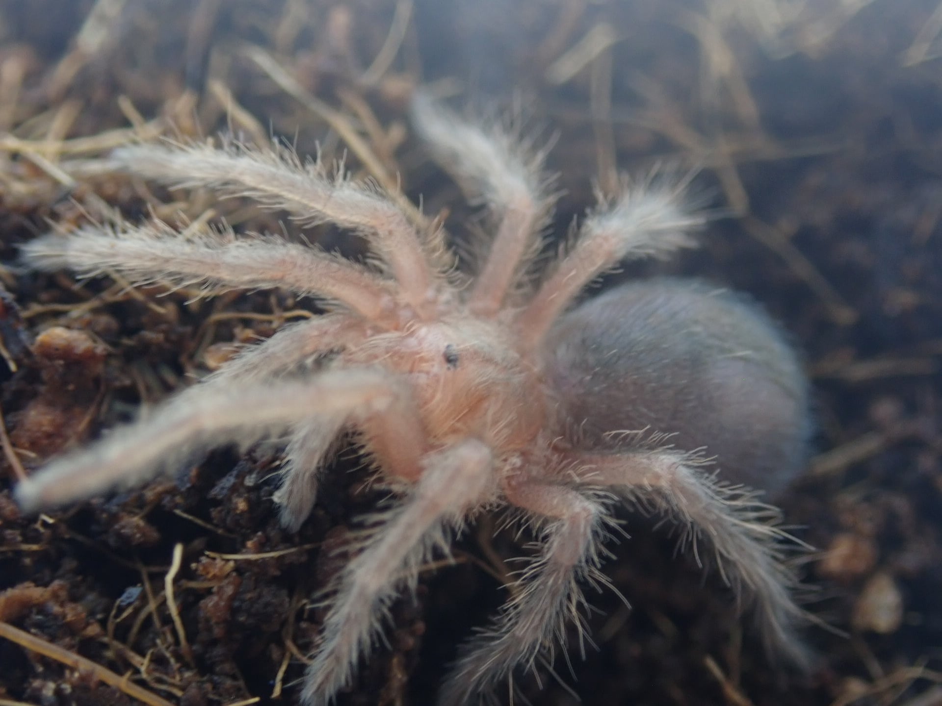 ブラジリアンジャイアントタウニーレッド/Grammostola anthracina 1匹