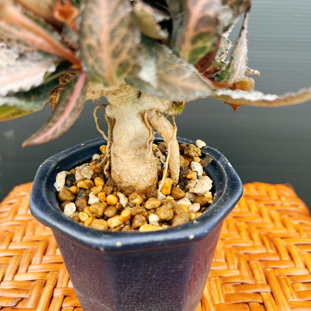 現品］【希少】ユーフォルビア フランコイシー 観葉植物 レア 多肉植物