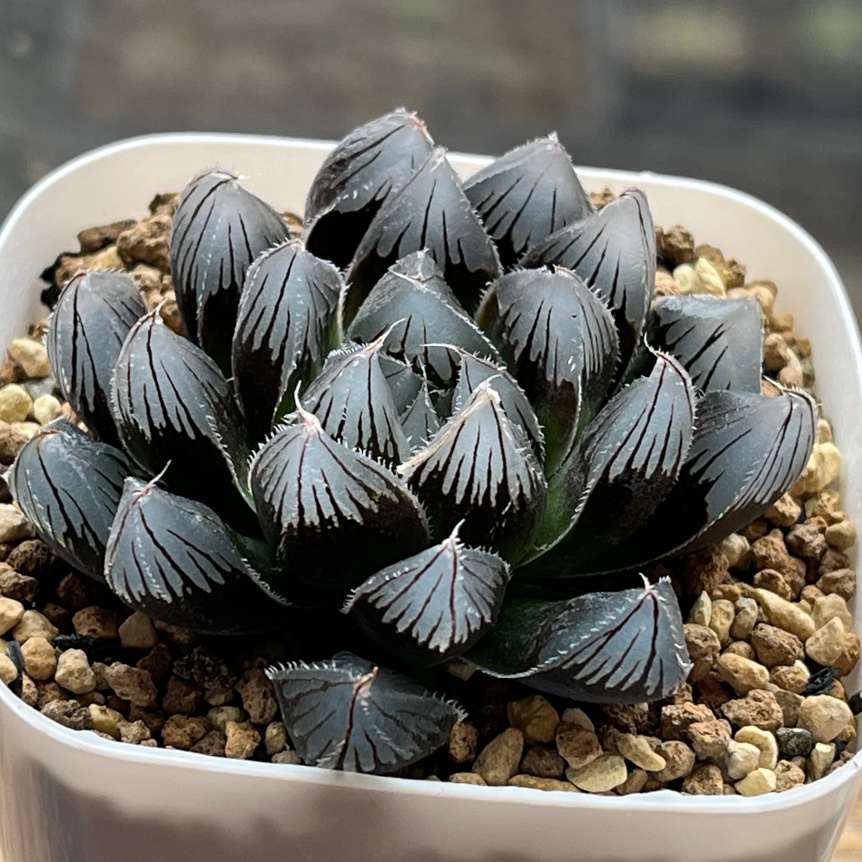 ハオルチア 花水晶×雫絵巻 交配種 | mocono_plants