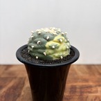 Lophophora diffusa variegata【ロフォフォラ・翠冠玉錦】