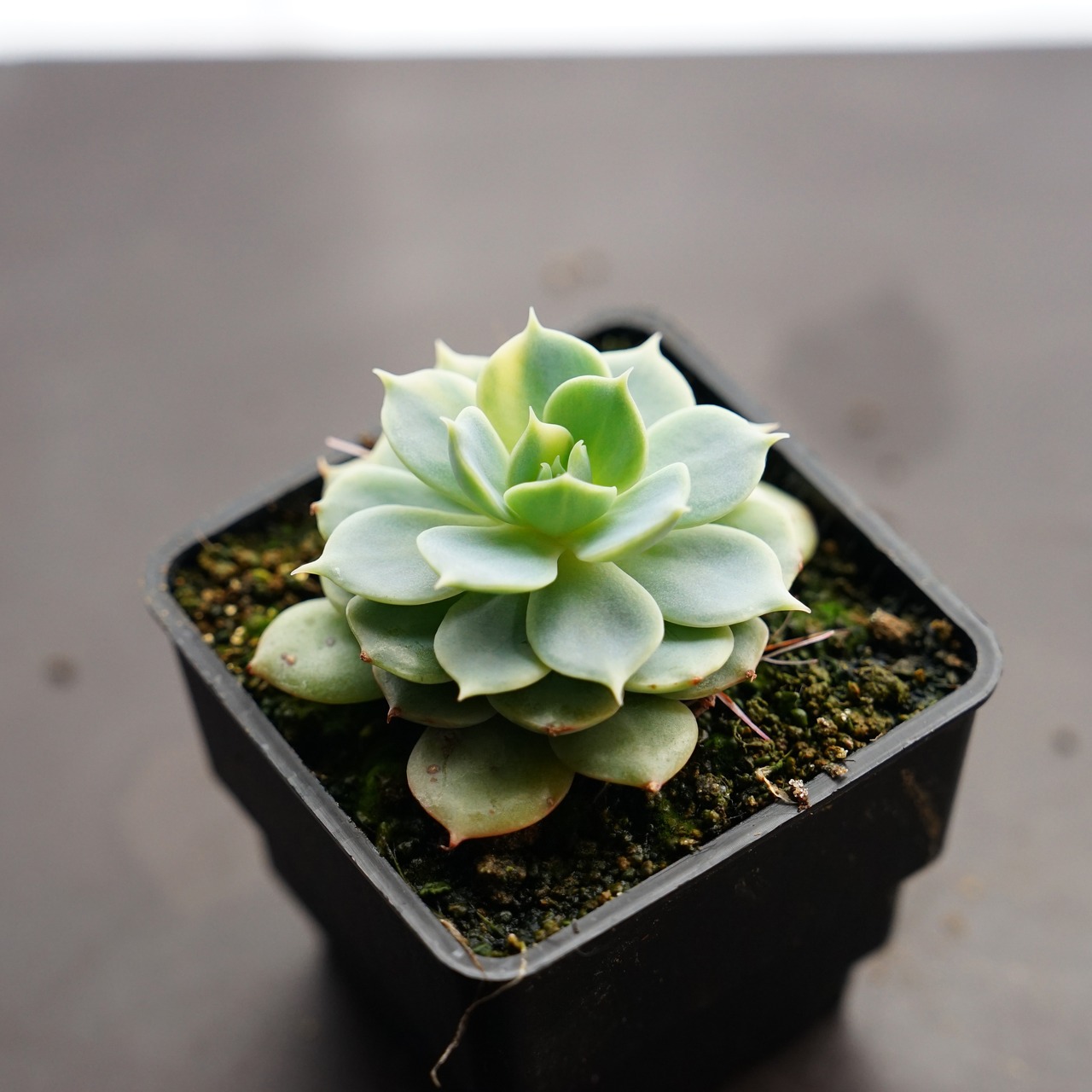 選べる抜き苗 デレシナ錦 【日本初上陸？】Echeveria 'Deresina Variegated'