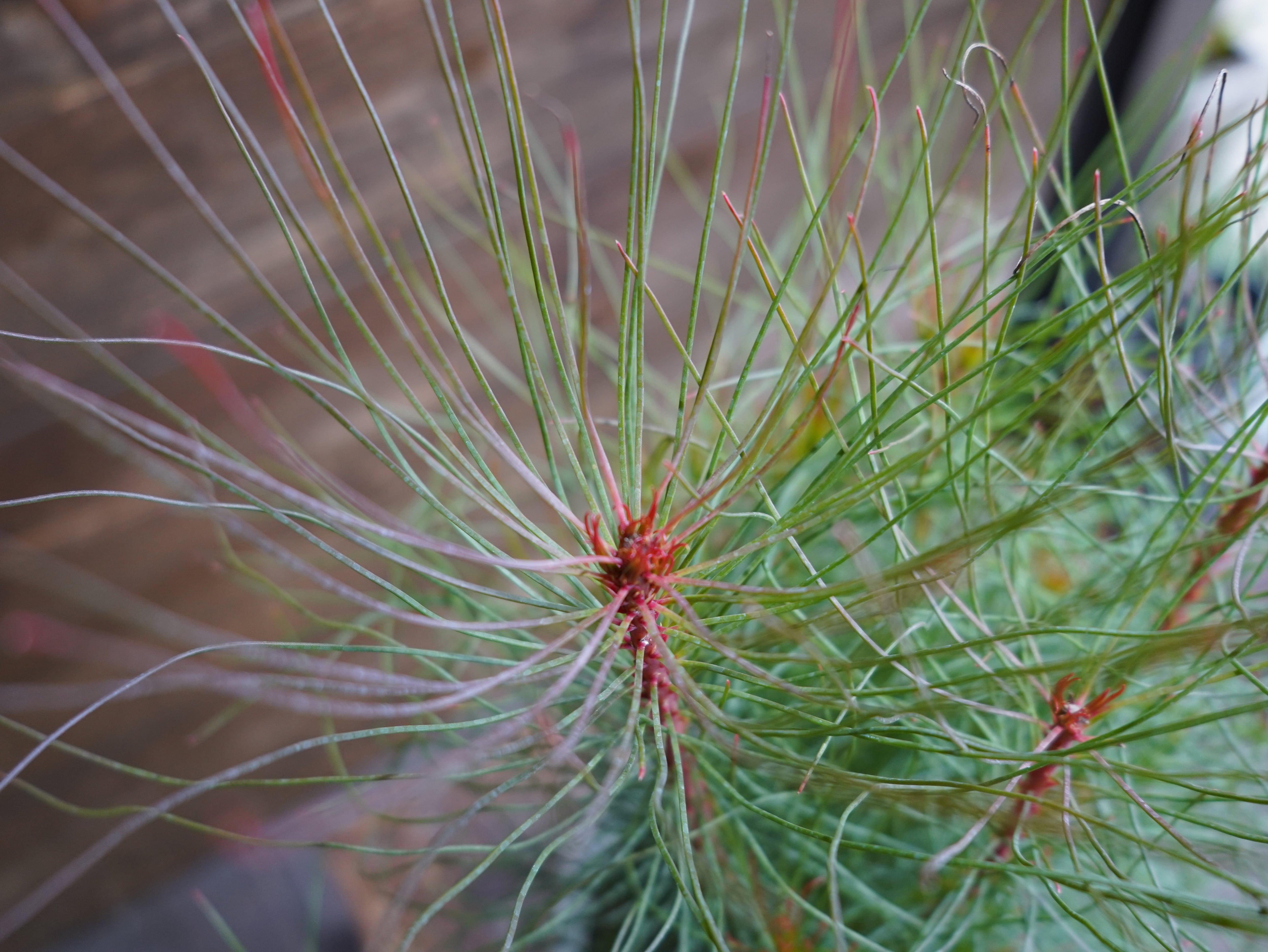 【現物】オーラックス　カンセラータ　”ブロンズヘイズ”　A