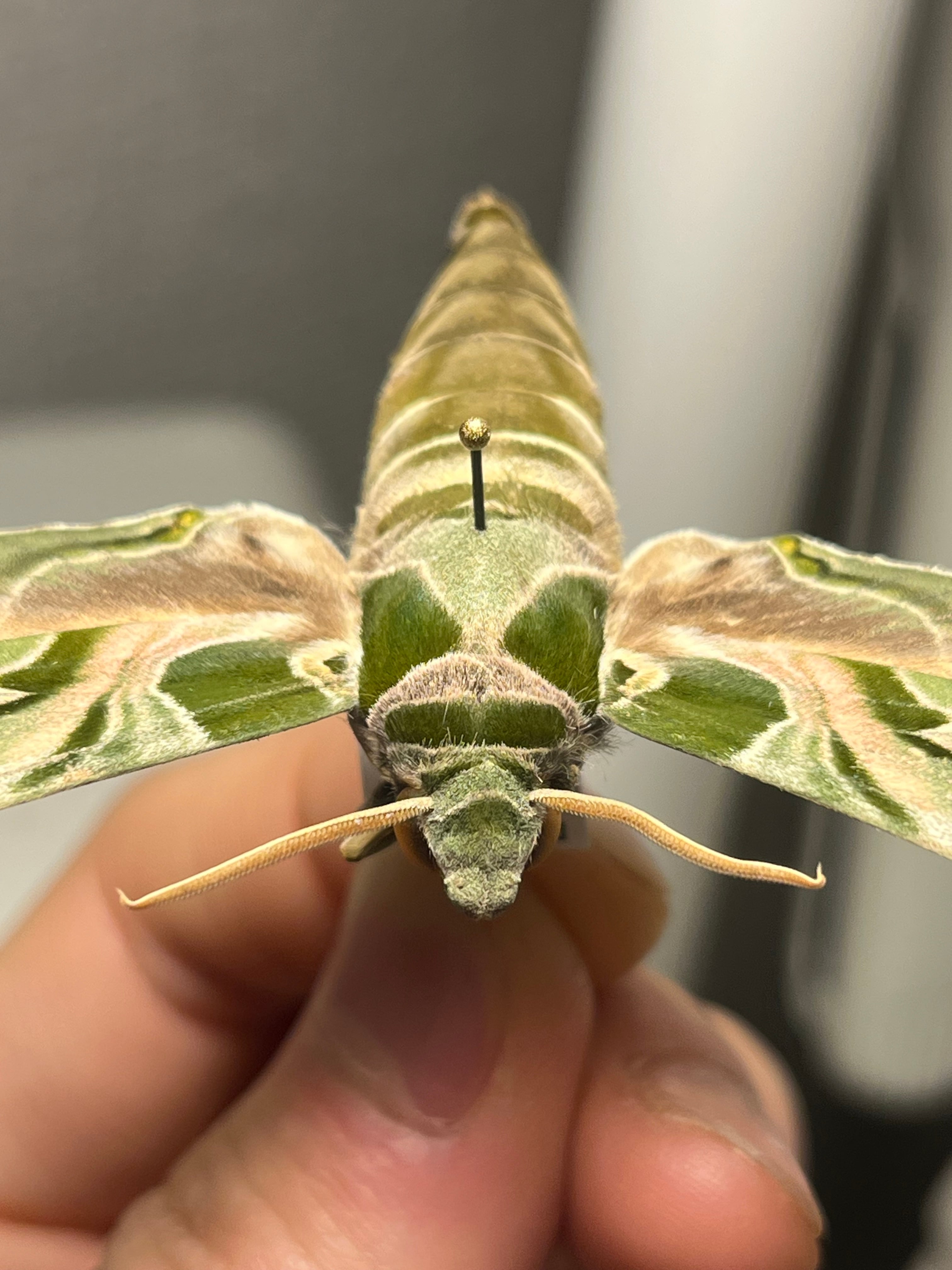 キョウチクトウスズメ 夾竹桃雀蛾 Daphnis nerii 蛾標本 蝶標本 キョウチクトウスズメ 夾竹桃雀蛾 Daphnis nerii 蛾標本 蝶標本