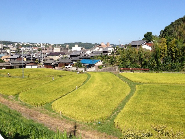 【金鵄米 /玄米/5kg】きんしまい2024年産:冷めても美味しいヒノヒカリ