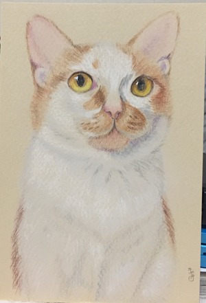 猫 色鉛筆画 「大吉」