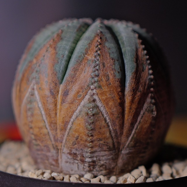 超美模様 木質化 まん丸 オベサ / ユーフォルビア