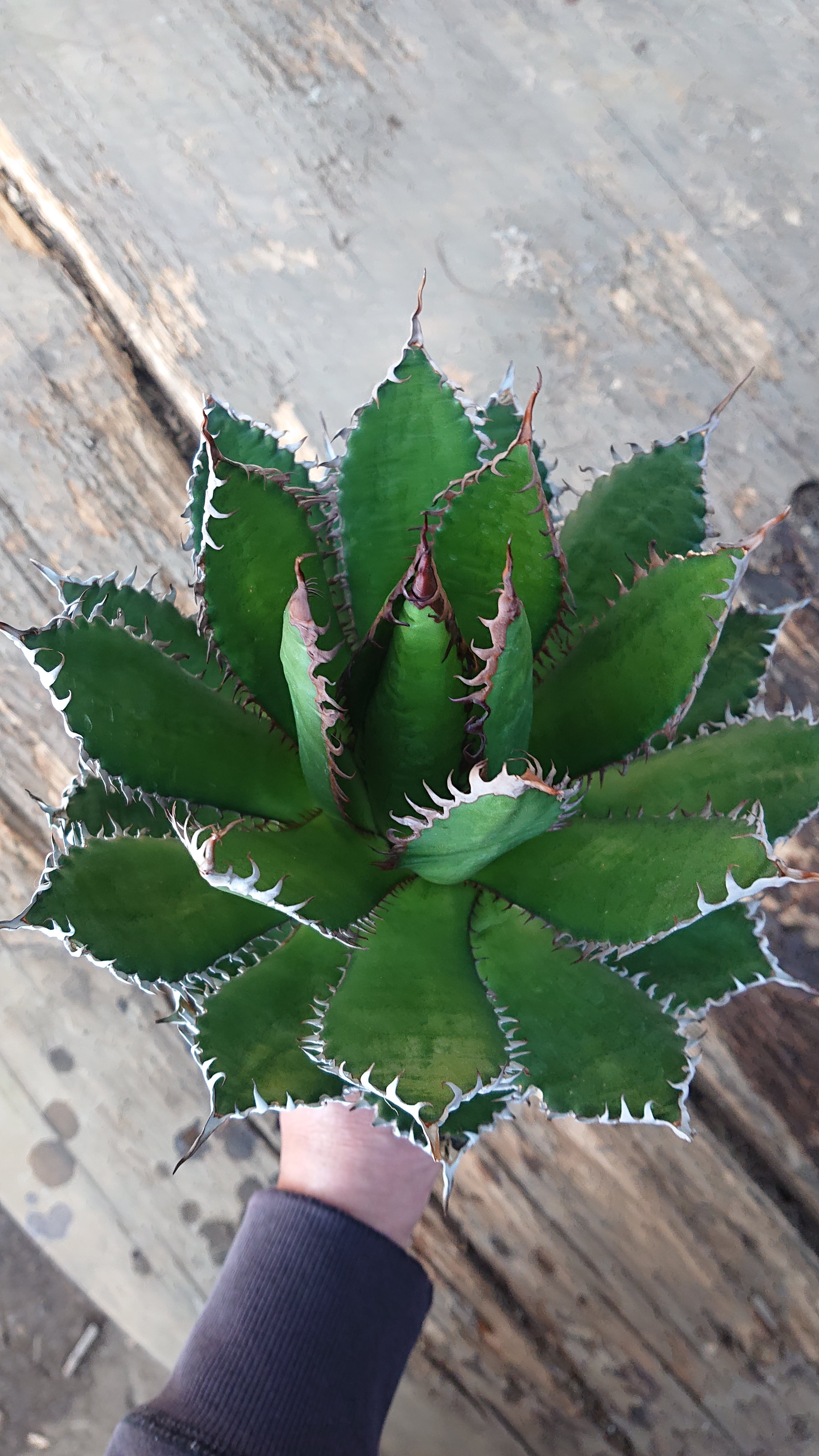 no.1 アガベ ホリダ agave horrida 【発根済】 | 多肉植物ハオルチア