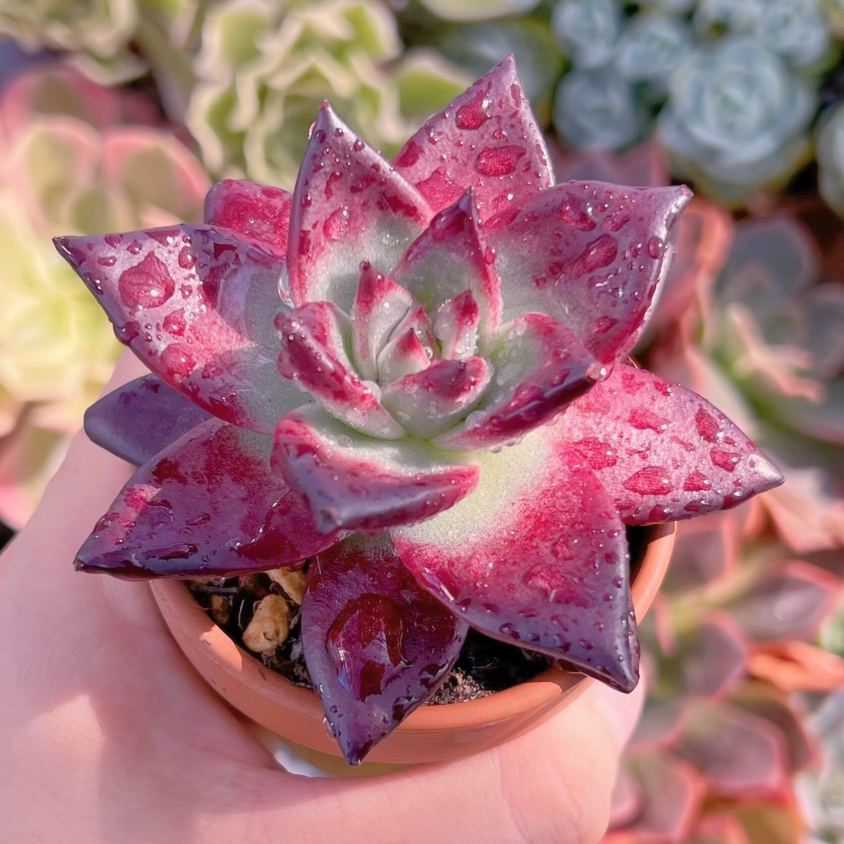 多肉植物　ロメオルビン(中)　新入荷　るる農園