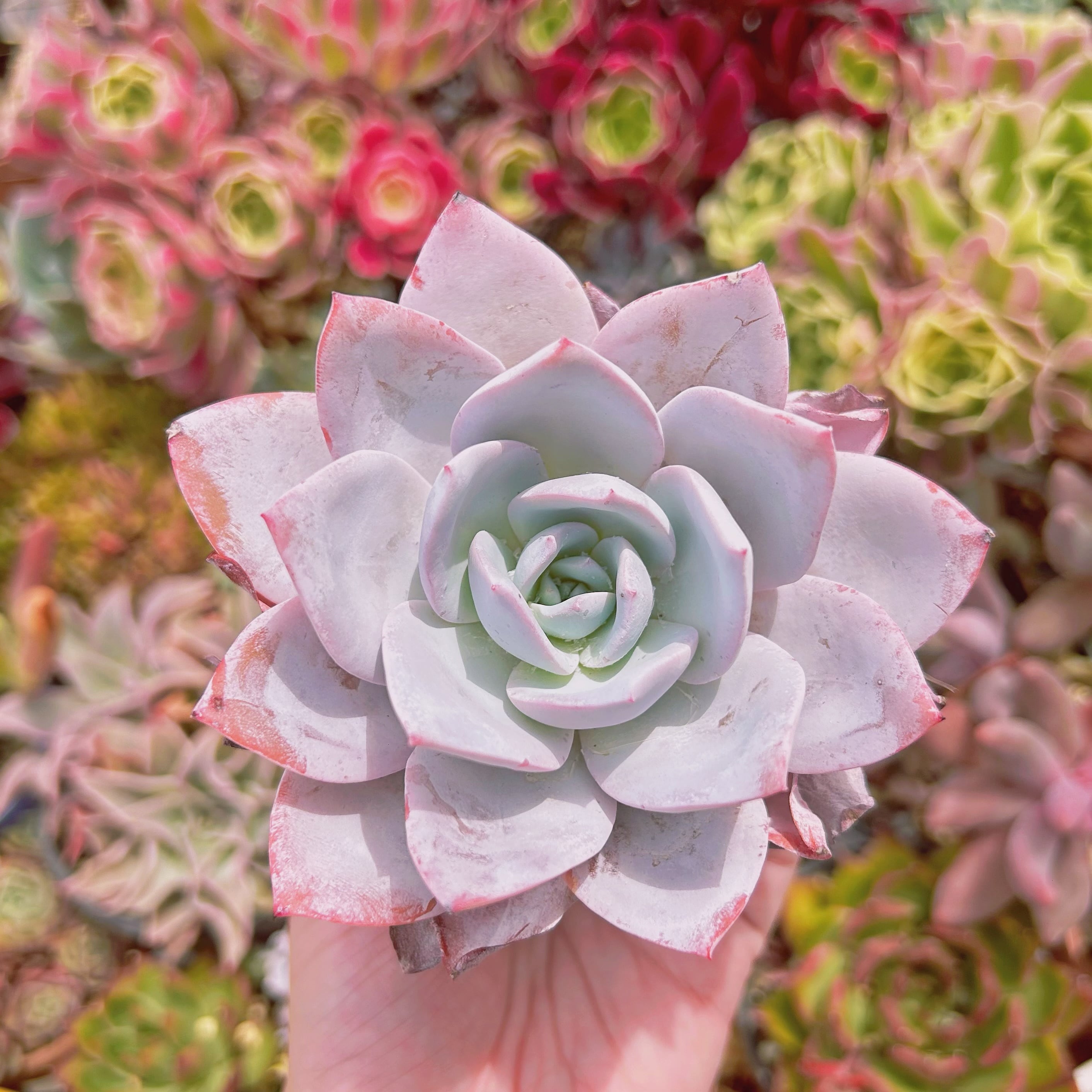 #274現物　多肉植物　カンテxラウイ　大苗