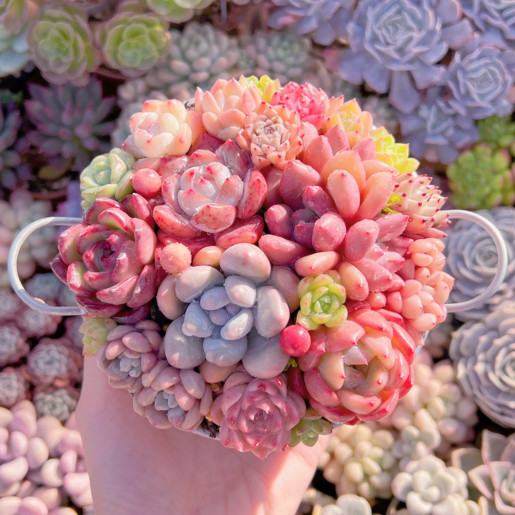 現品　寄せ植え鍋セット#A84   るる農園