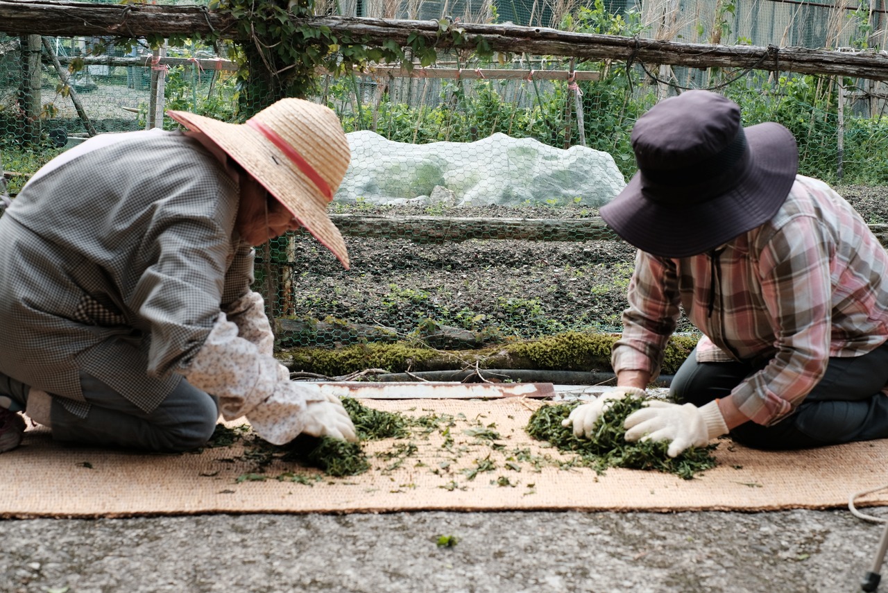 色川釜炒り茶 | 5g入りパック・画像6