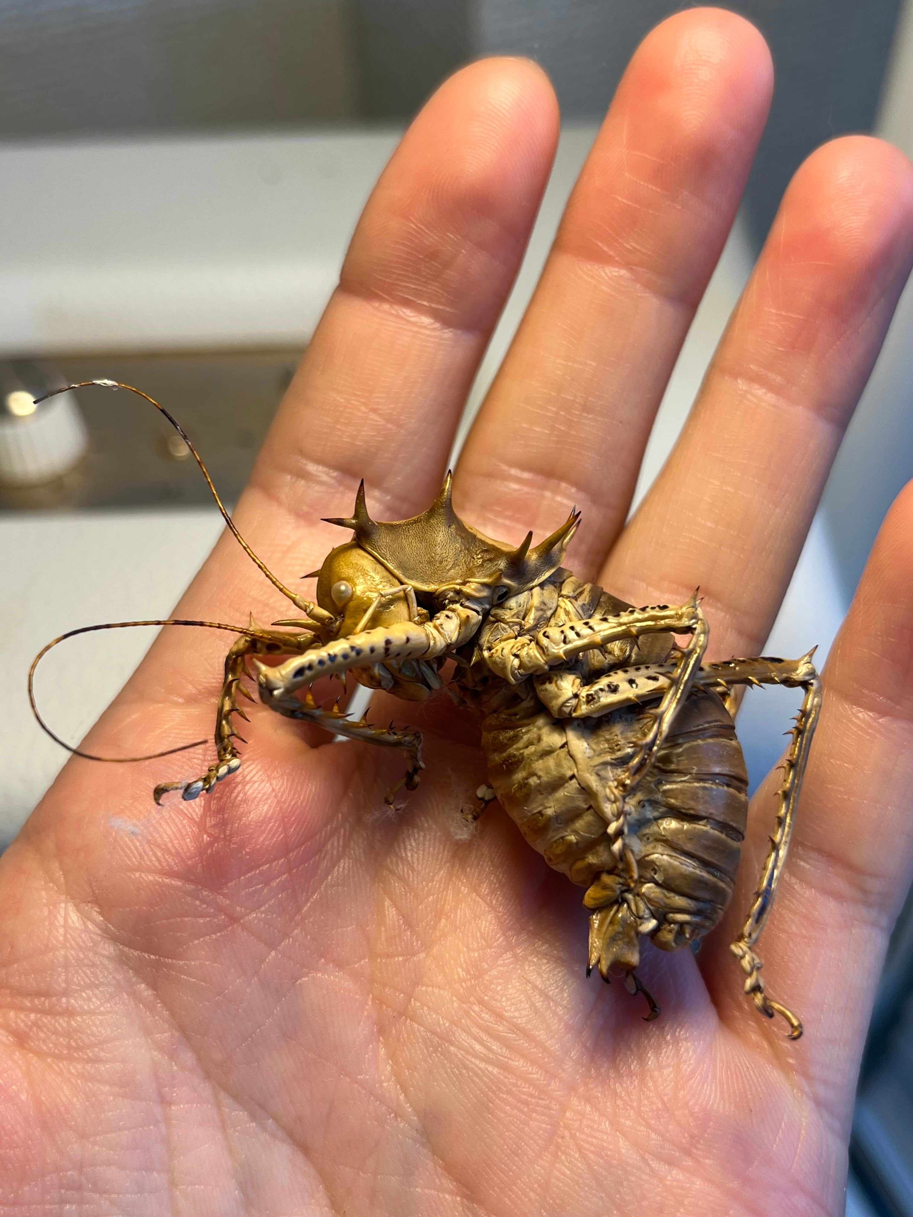 未展足】アーマードクリケット 武装コオロギ ドラゴンヘッドコオロギ