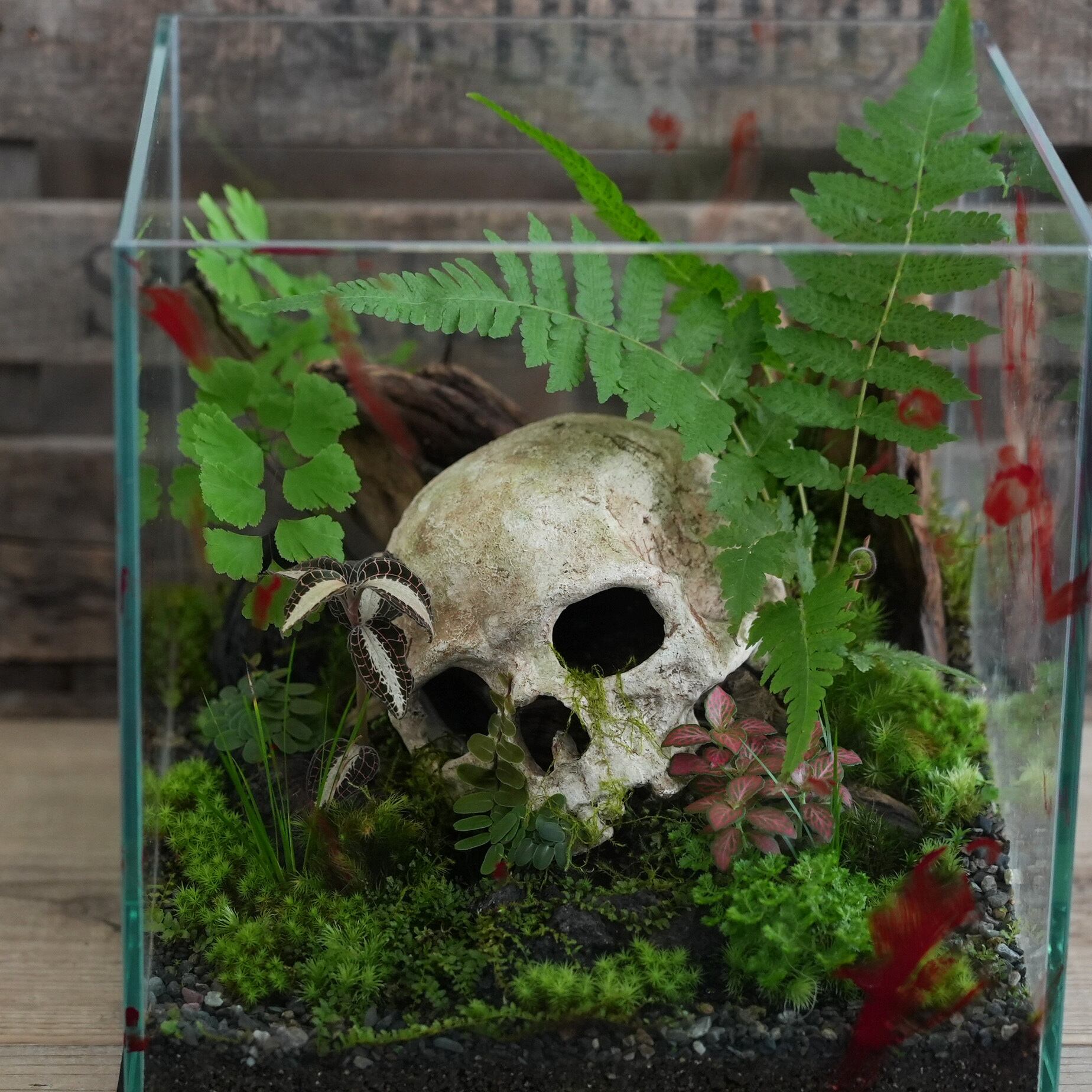 苔テラリウム作品『哲学のテラリウム「生と死」』 | 苔
