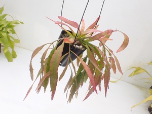 Kimnachia ramulosa　３．５号　吊り鉢