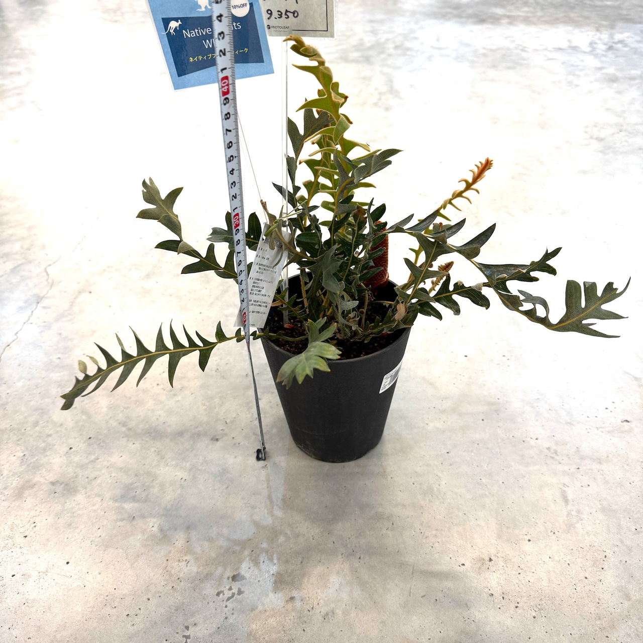 バンクシア ブレクニフォニア【516】