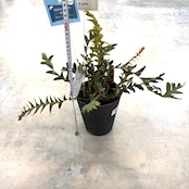 バンクシア ブレクニフォニア【516】