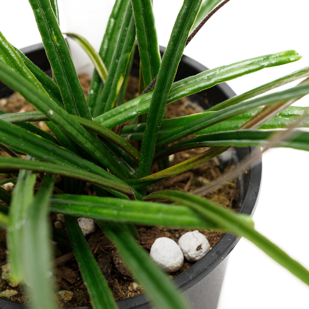 ホヤ インスラリス  3.5号鉢 【No.0042】