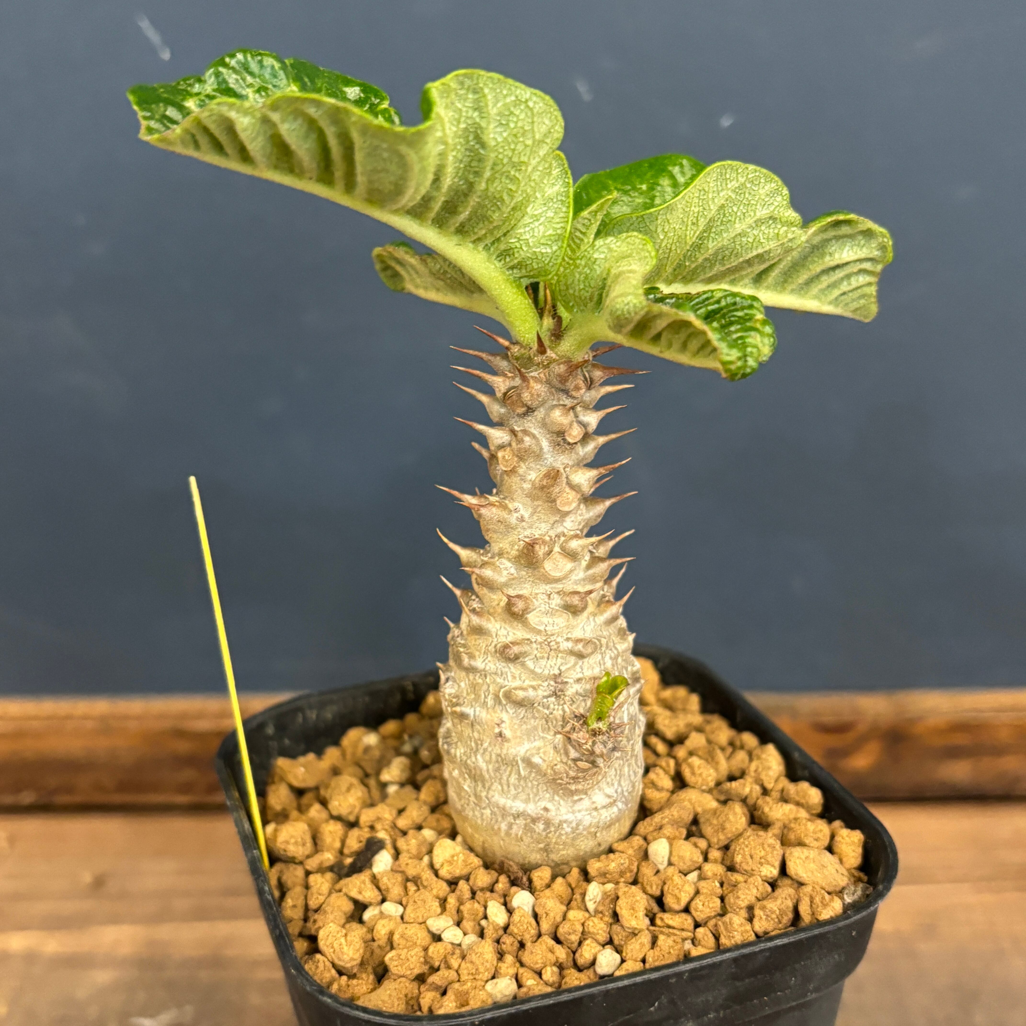 パキポディウム ウィンゾリー【382】 | PROTOLEAF プロトリーフ