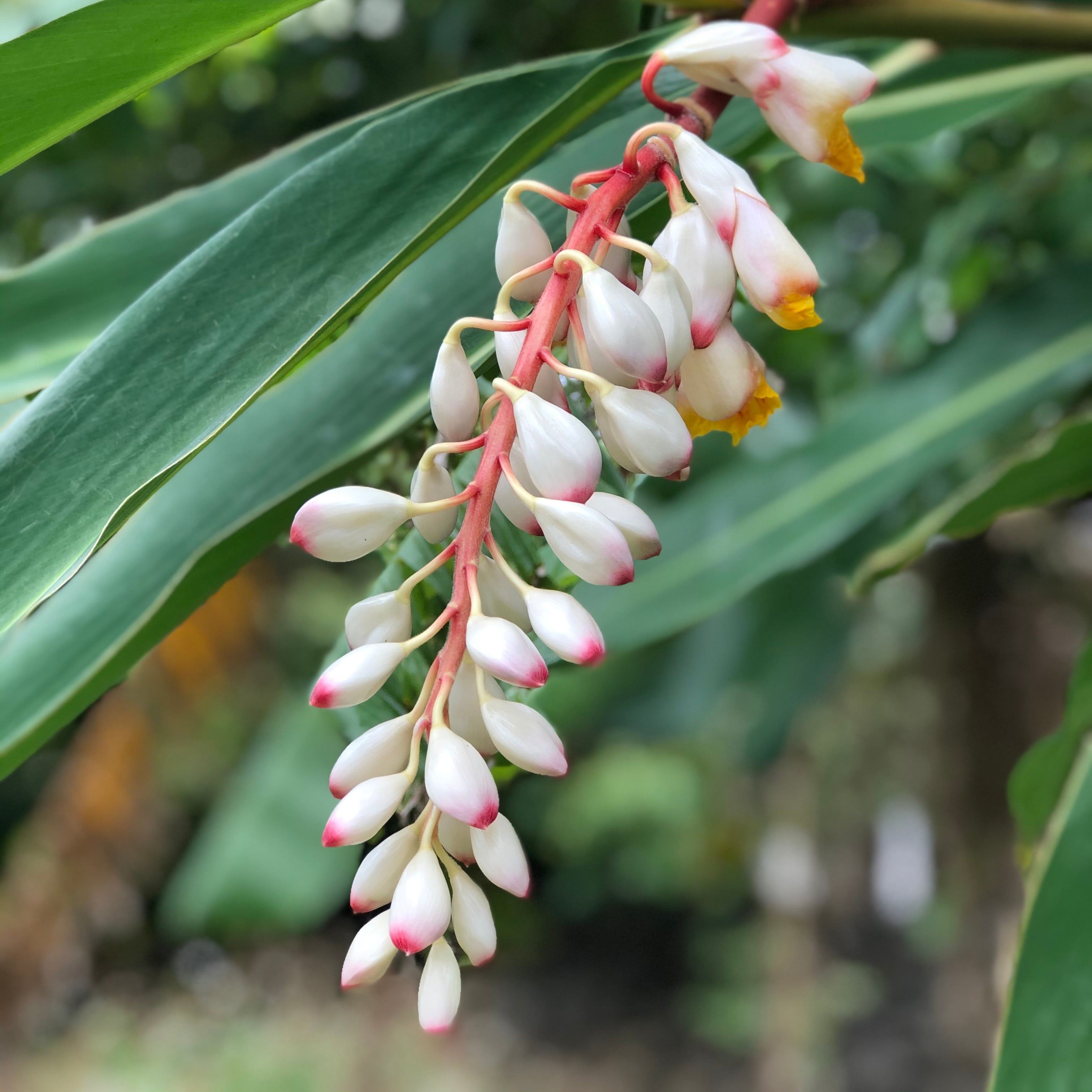 円座（30cm）月桃編み | 八重山クラフト