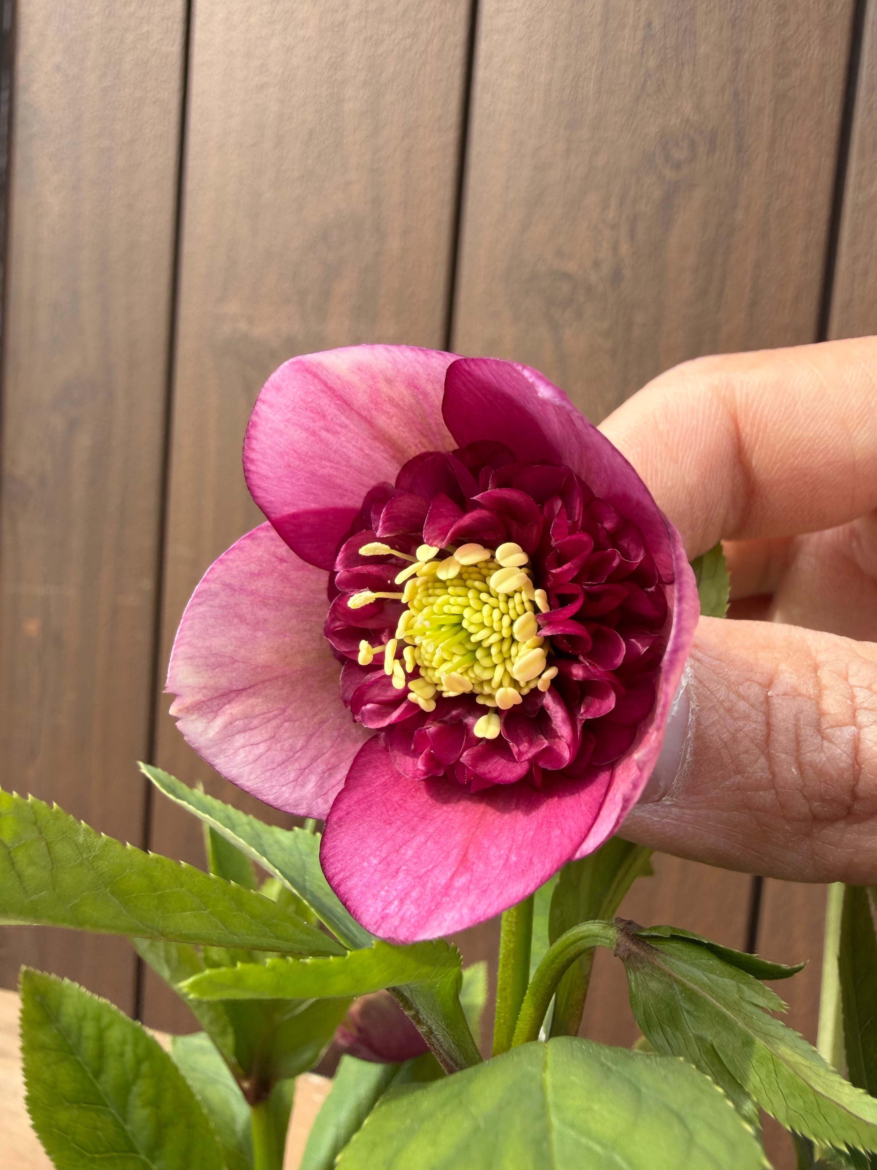 アンティークモーリー グロス交配 加藤農園 クリスマスローズ【Ka09