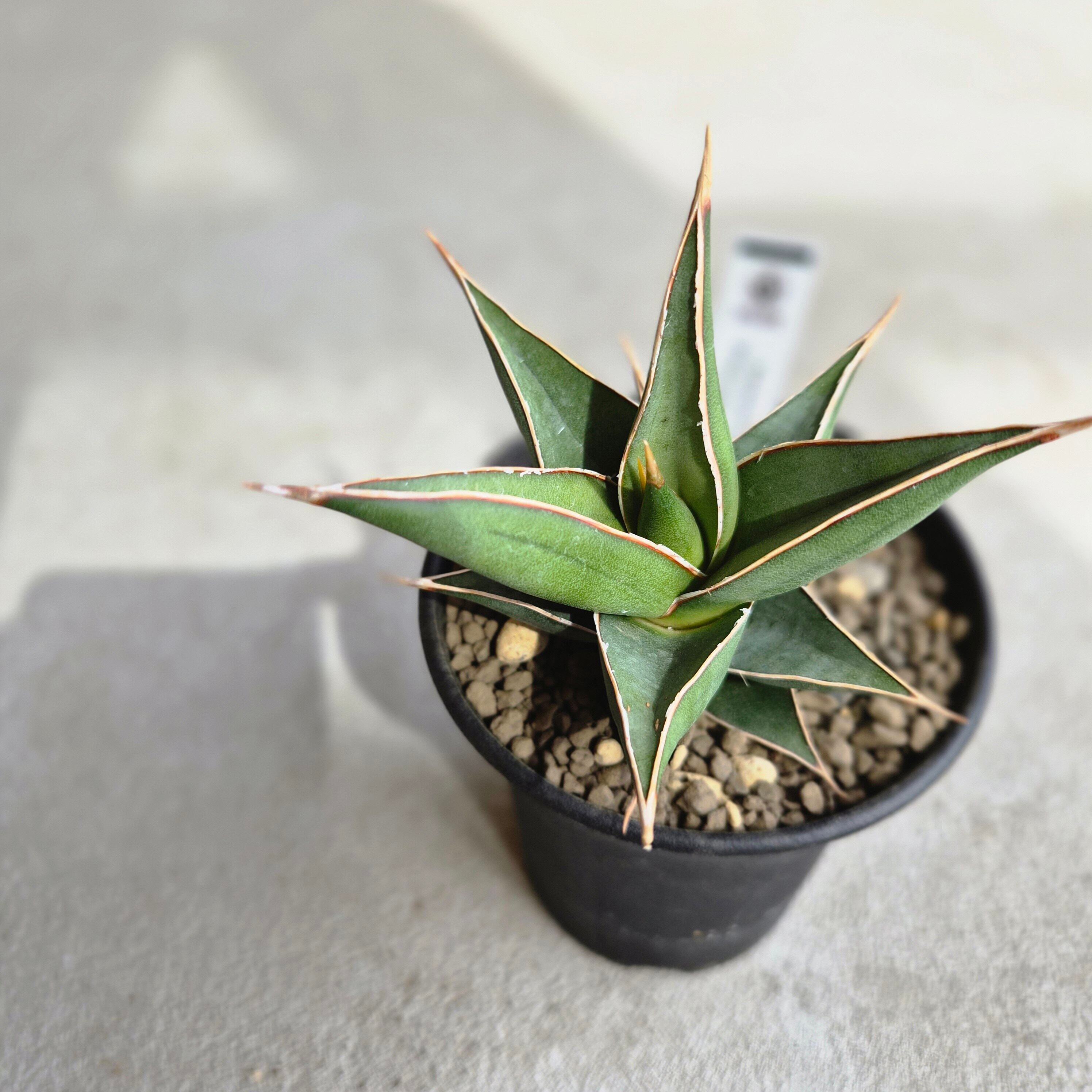 サンスベリア・ピングイキュラ・ナナ（Sansevieria pinguicula subsp