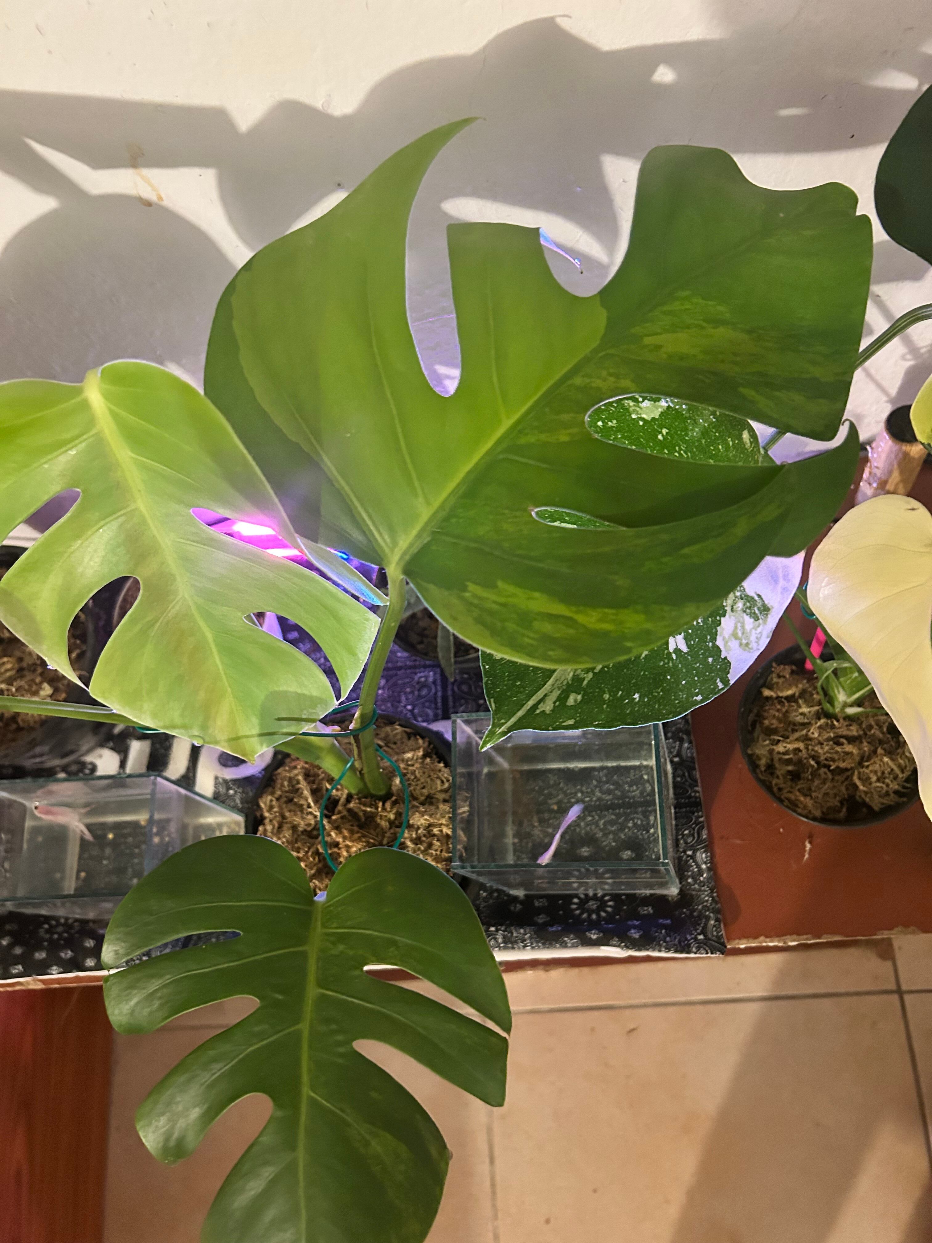 Alocasia cuprea varigated/アロカシア クプレア斑入り② Alocasia cuprea varigated /アロカシア クプレア 斑入り②