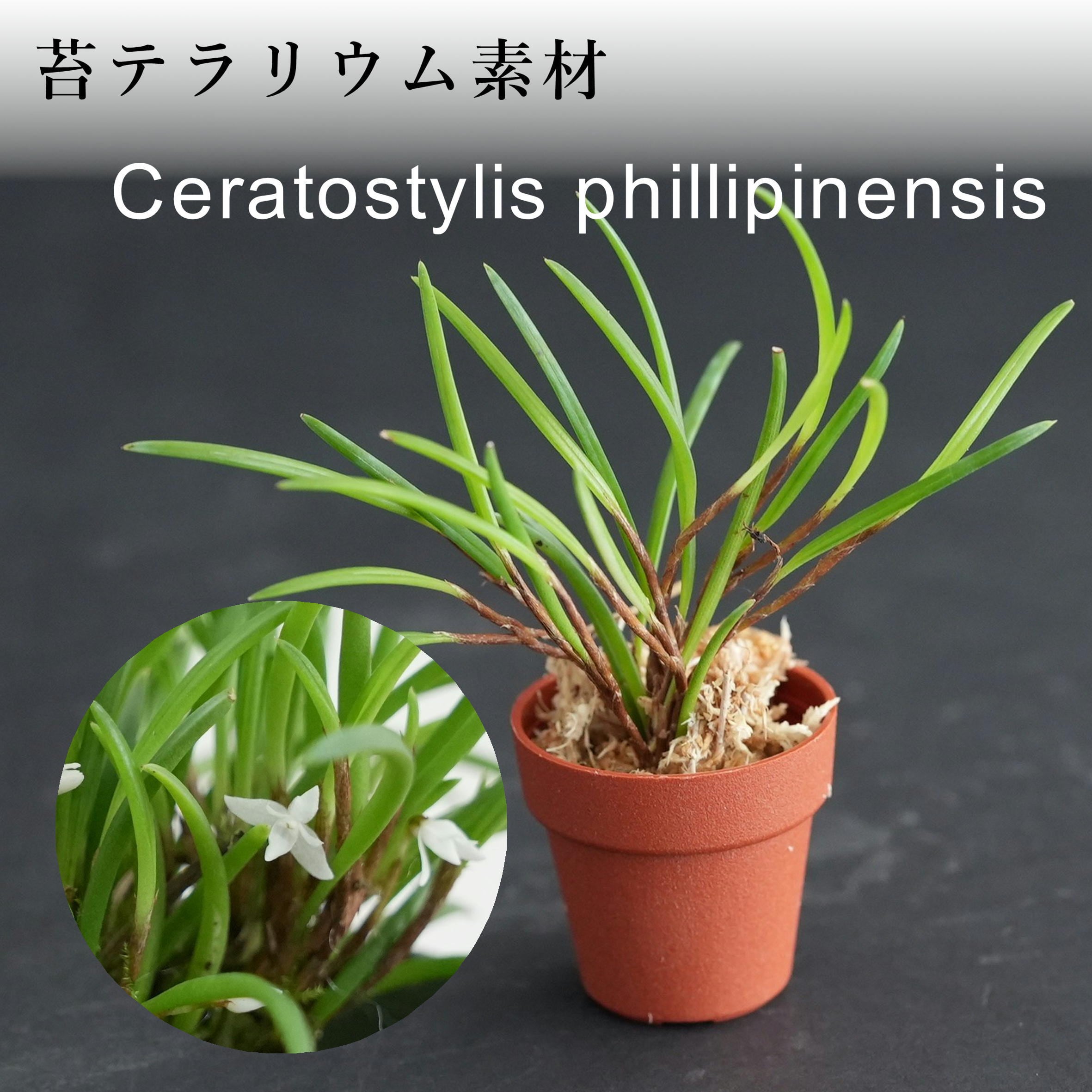 セラトスティリス“フィリピネンシス” Ceratostylis phillipinensis【着