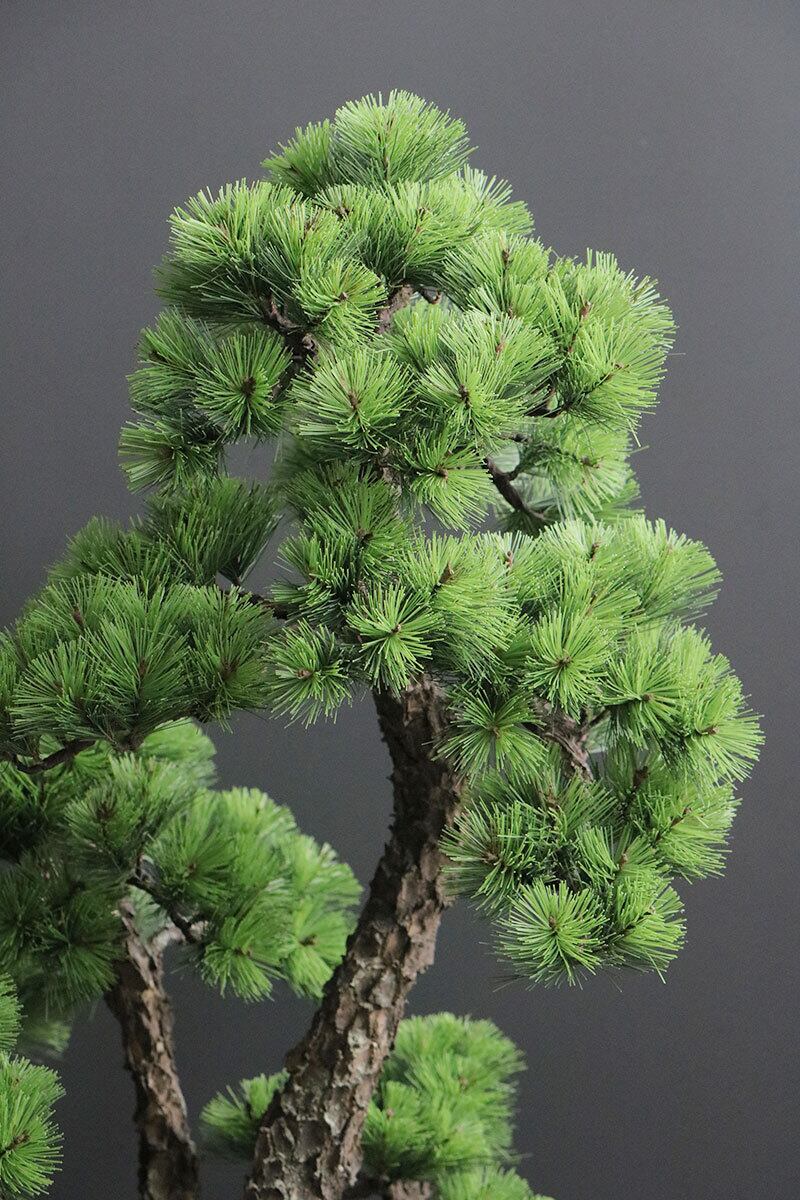盆栽 松 Pinetree Bonsai #156 | Oh! BONSAI