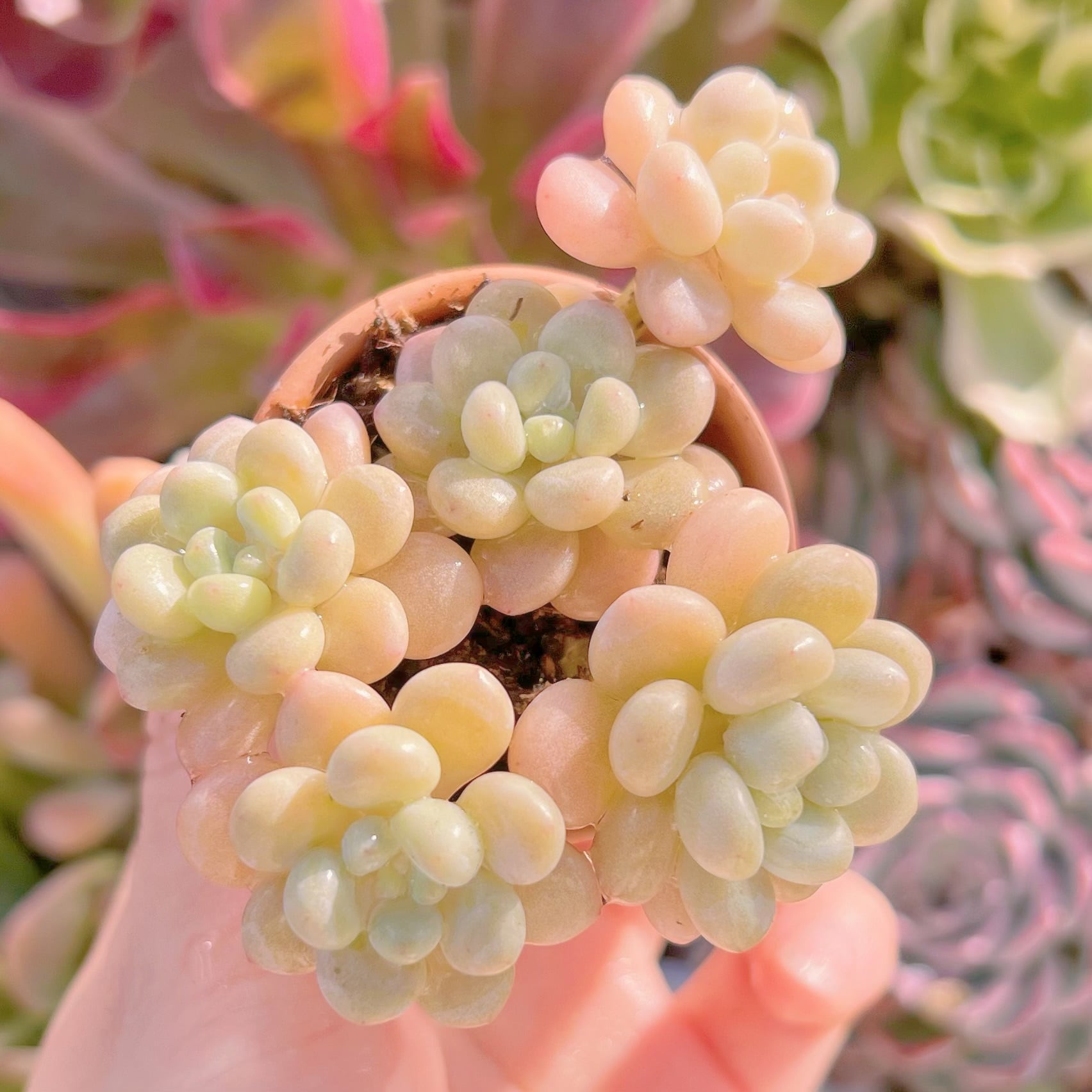 現品　ストロベリーミルク#621    群生　るる農園