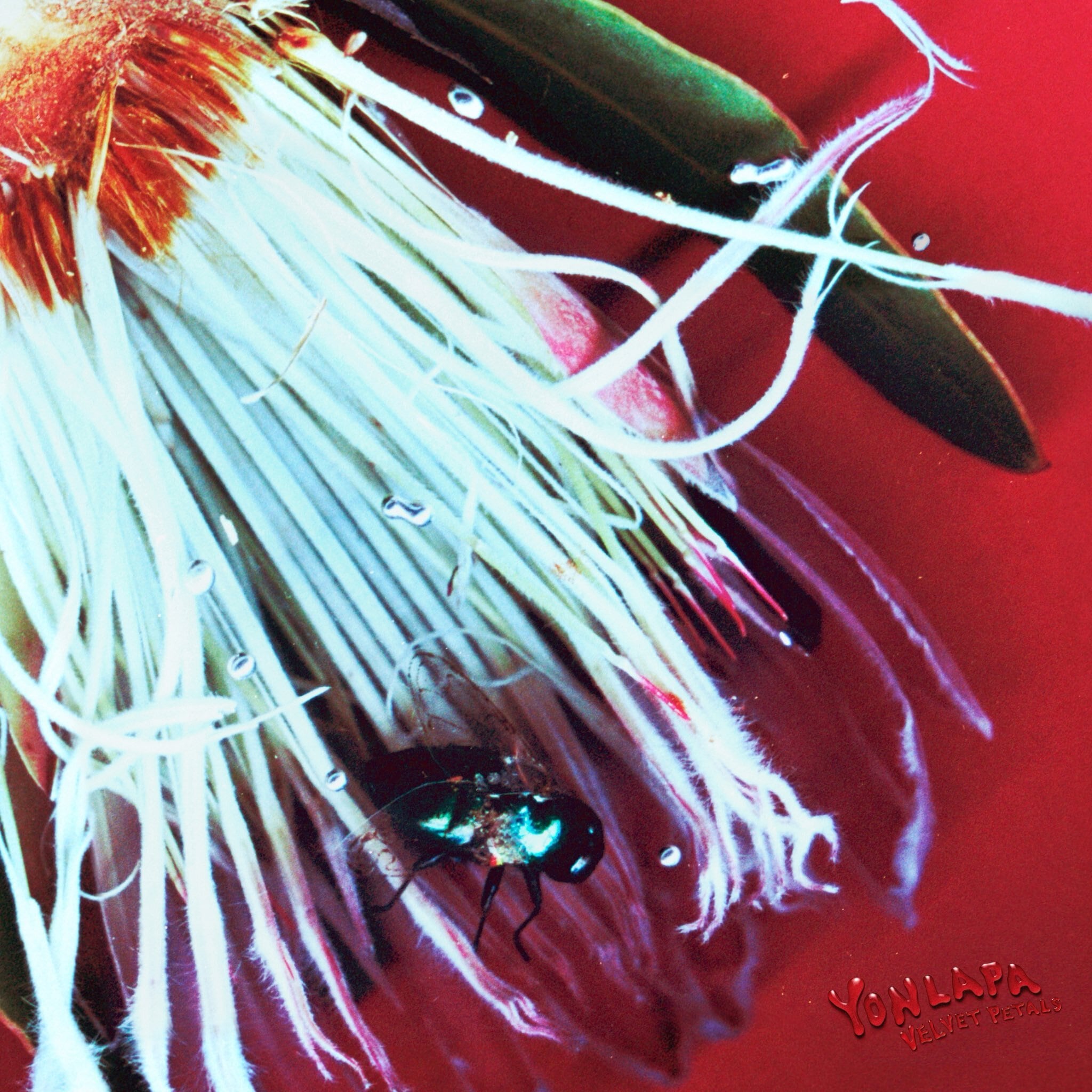YONLAPA / Velvet Petals(Ltd Clear Orange 12inch EP)